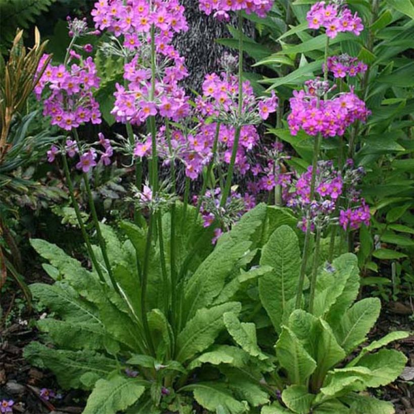 Primula beesiana - Etagen-Primel (Plant habit)