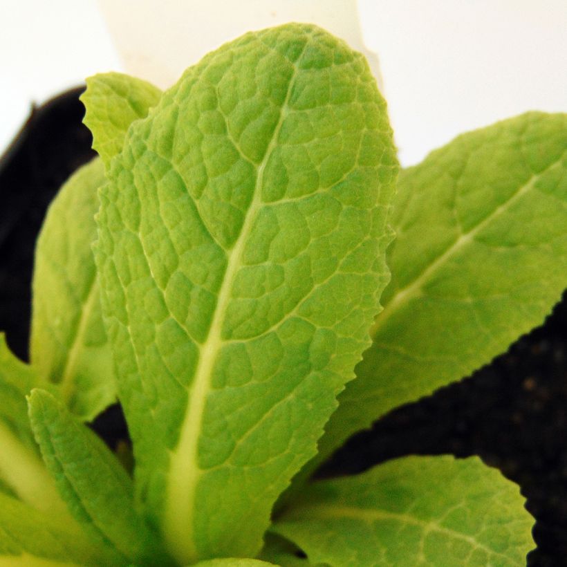Primula beesiana - Etagen-Primel (Foliage)