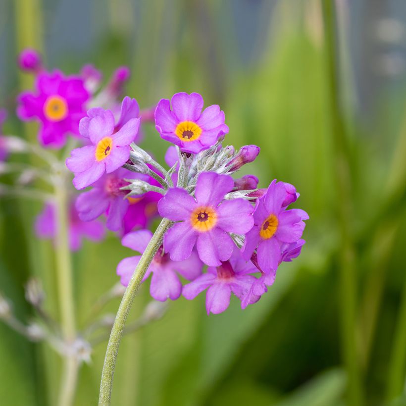 Primula beesiana - Etagen-Primel (Flowering)