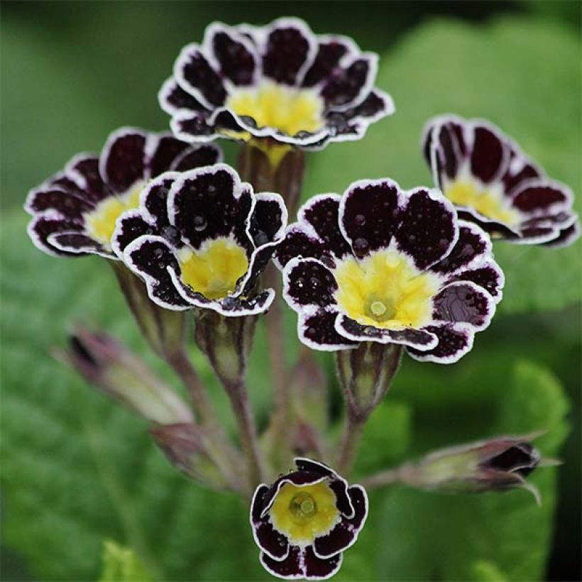 Hohe Schlüsselblume Gold Lace Black - Primula (Flowering)