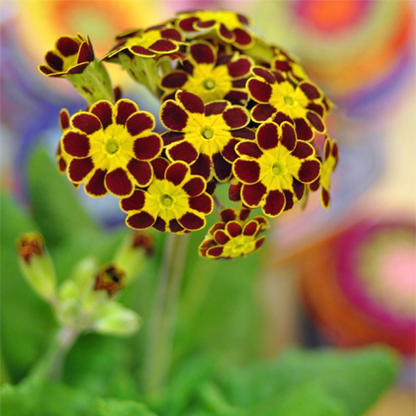 Hohe Schlüsselblume Gold Lace Red - Primula (Flowering)
