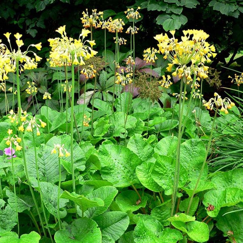 Primula florindae - Tibetische Schlüsselblume (Plant habit)