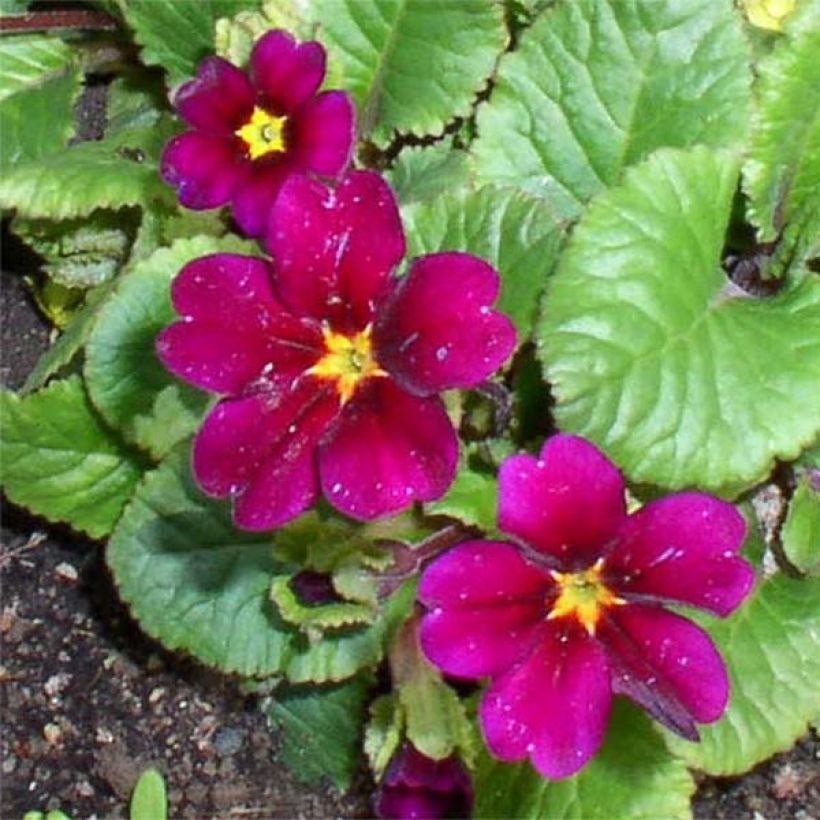Primula juliae Ideaal - Primel (Flowering)