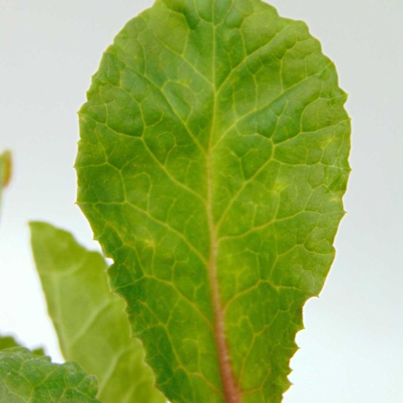 Primula juliae Wanda - Primel (Foliage)