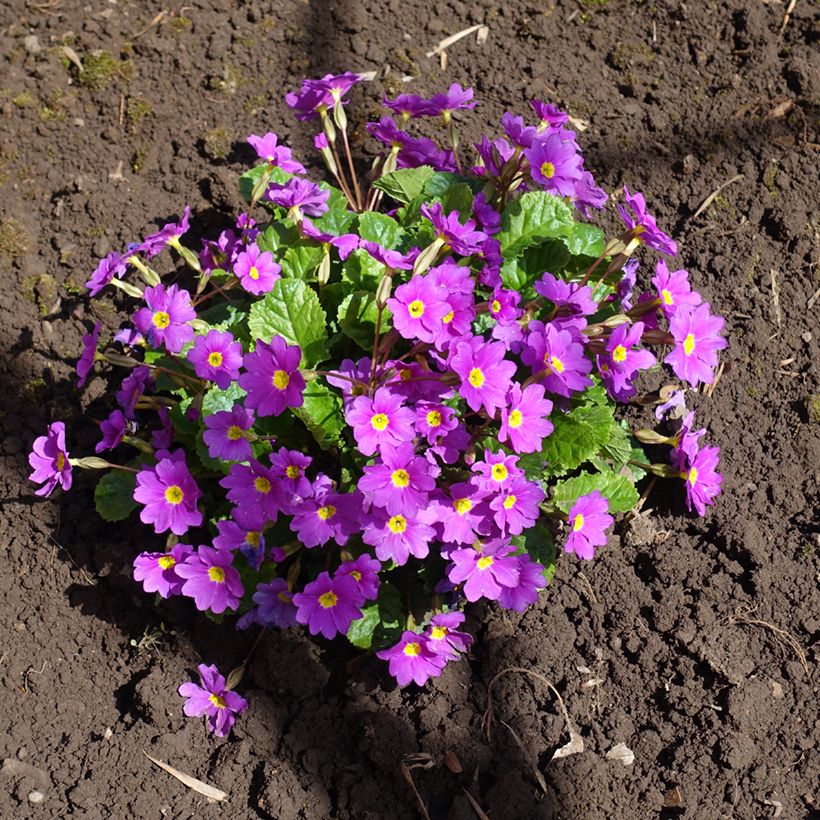 Primula juliae Wanda - Primel (Plant habit)