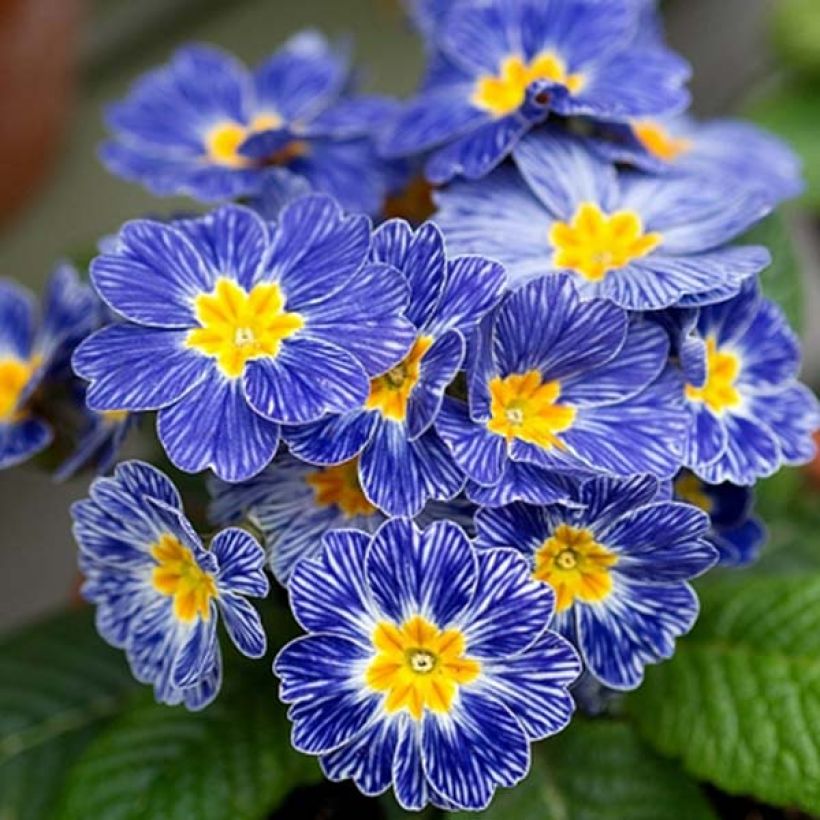 Primula polyantha Tie Dye - Primel (Flowering)