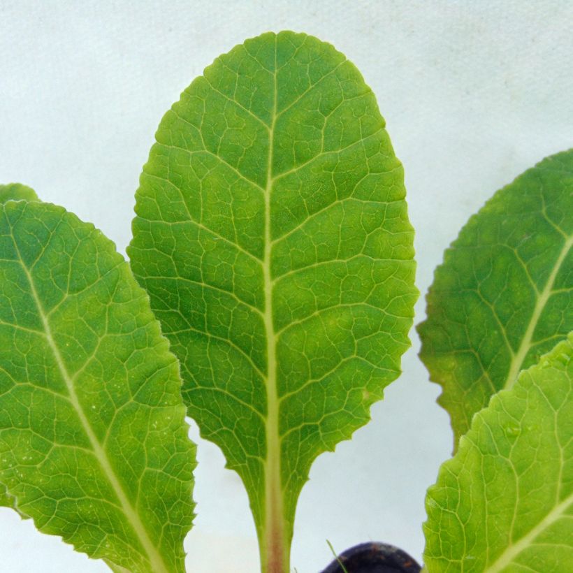 Primula veris - Primel (Foliage)