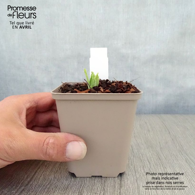 Exemplar von Primula vialii Alison Holland - Primel Kleine Töpfe von 8/9 cm wie im Frühjahr geliefert