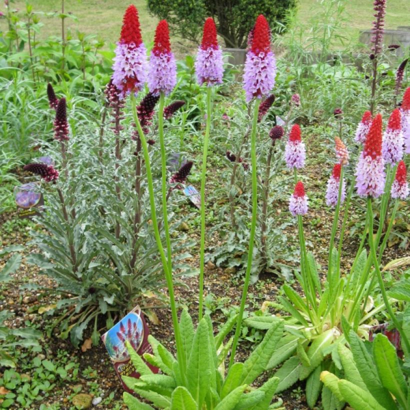 Primula vialii - Primel (Plant habit)