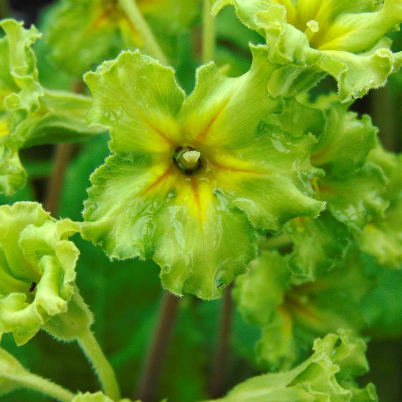Primula Francesca - Kissenprimel (Flowering)