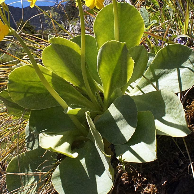 Primula pubescens - Primel (Foliage)