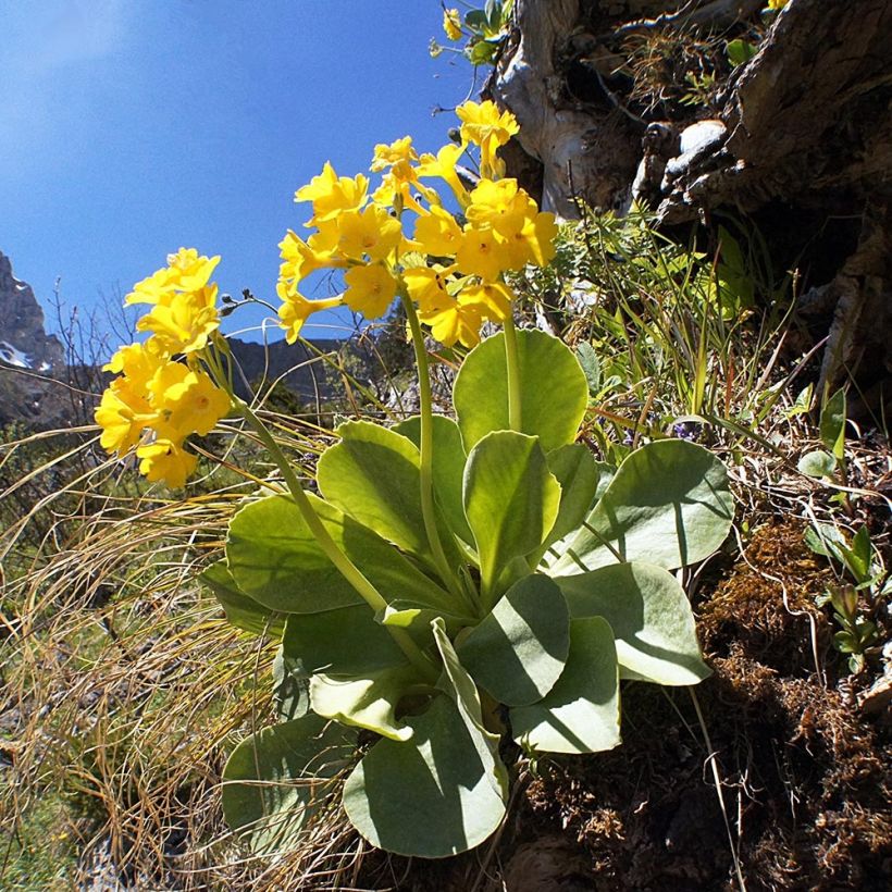 Primula pubescens - Primel (Plant habit)