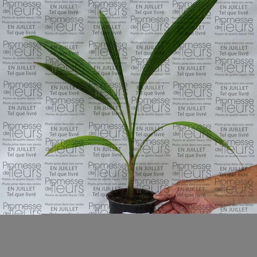 Example of Pritchardia hillebrandii Blue Moon Topf 12 cm / 13 cm as you get in ete