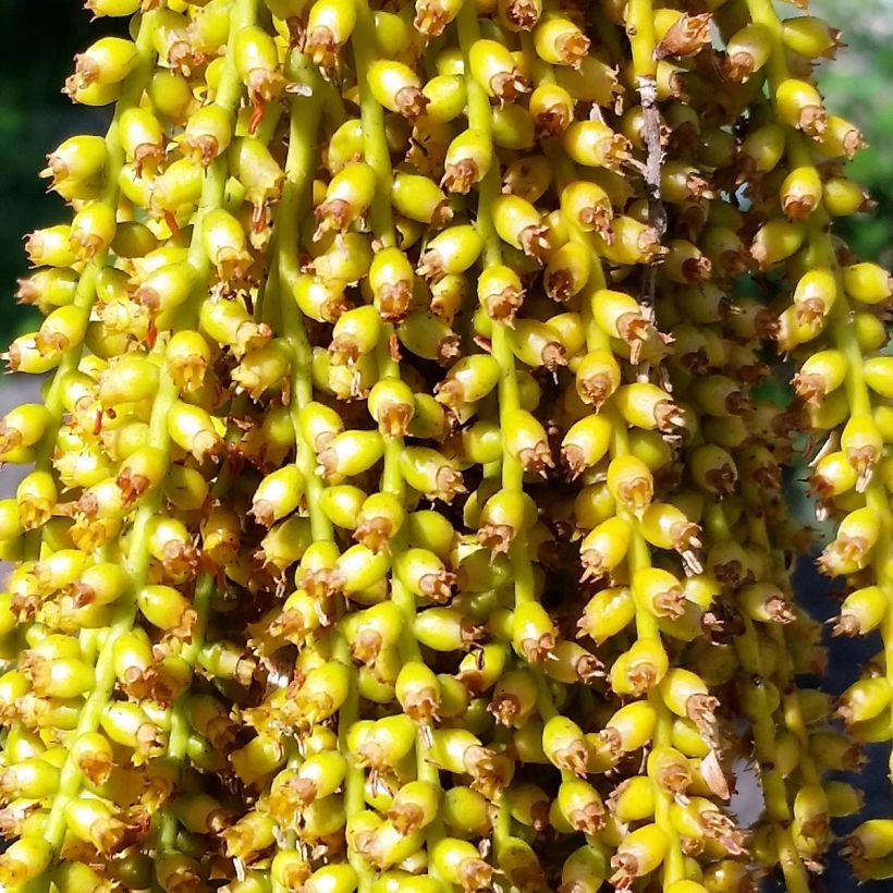 Pritchardia pacifia (Blüte)