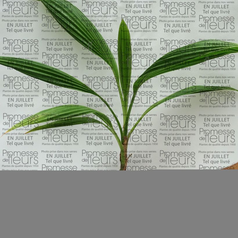 Example of Pritchardia pacifia Topf 12 cm / 13 cm as you get in ete