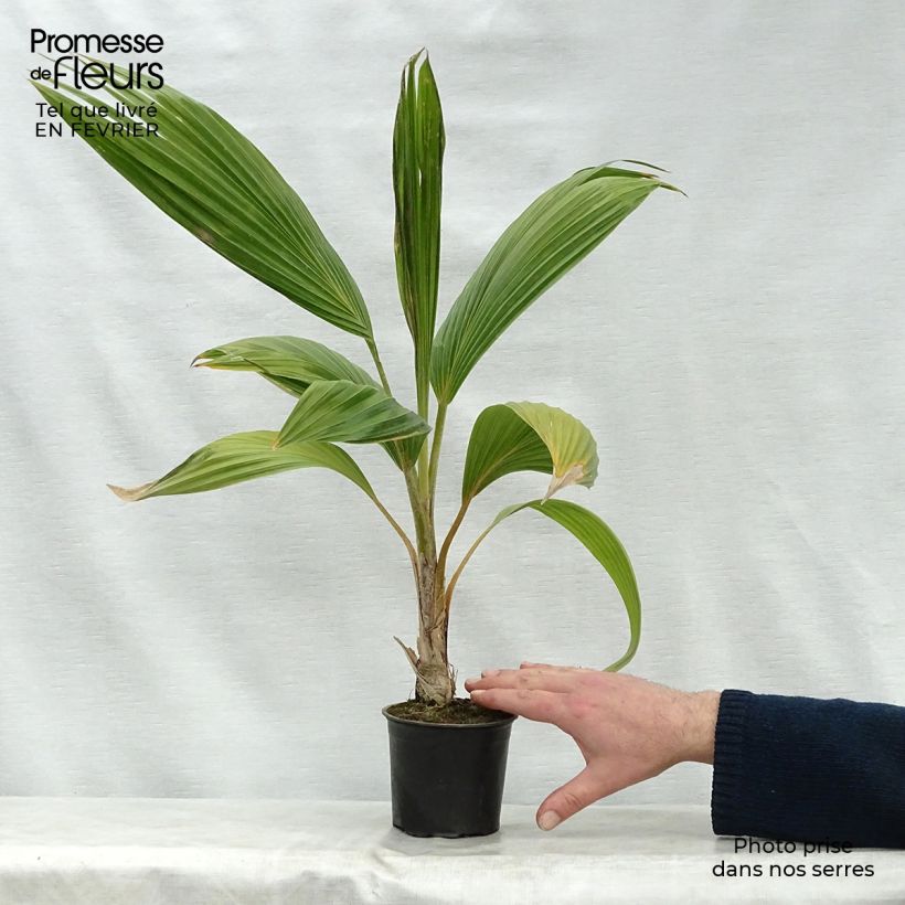 Example of Pritchardia remota Topf 12 cm / 13 cm as you get in hiver