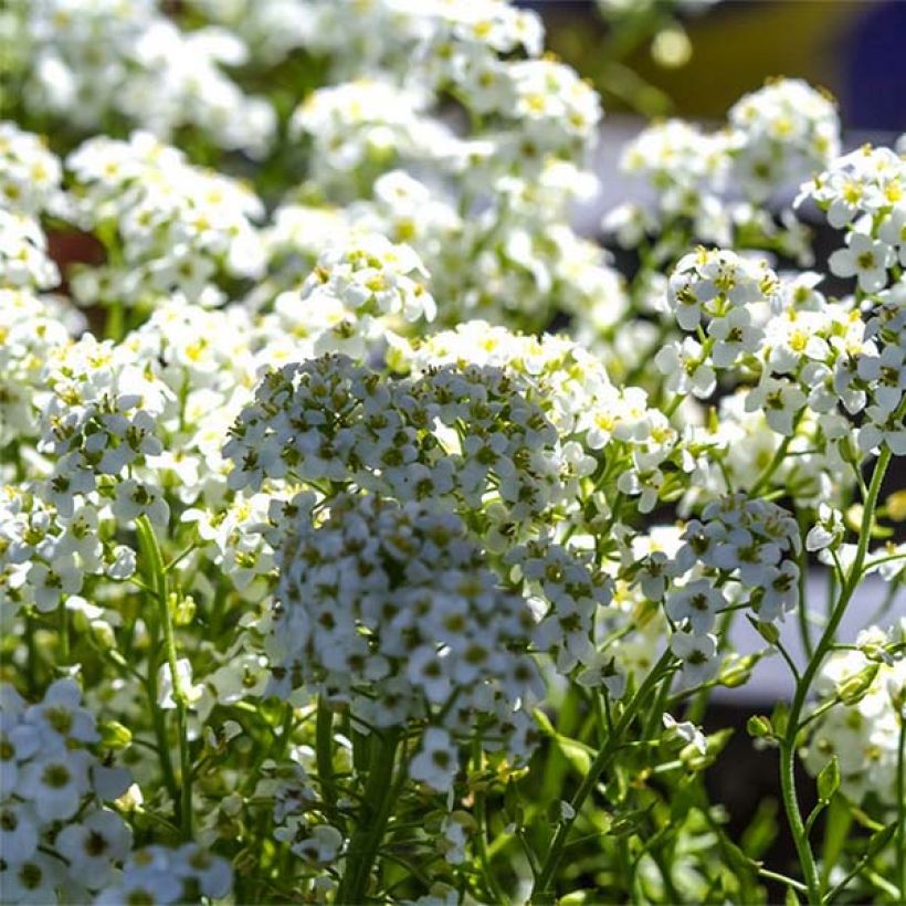 Hornungia alpina - Gämskresse (Flowering)