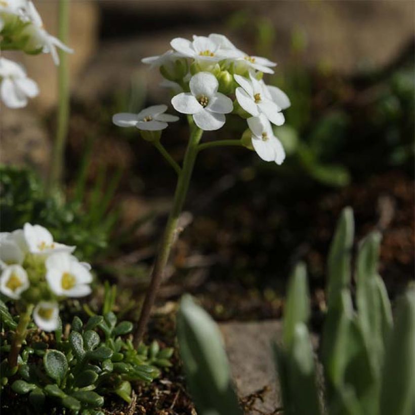 Hornungia alpina - Gämskresse (Plant habit)