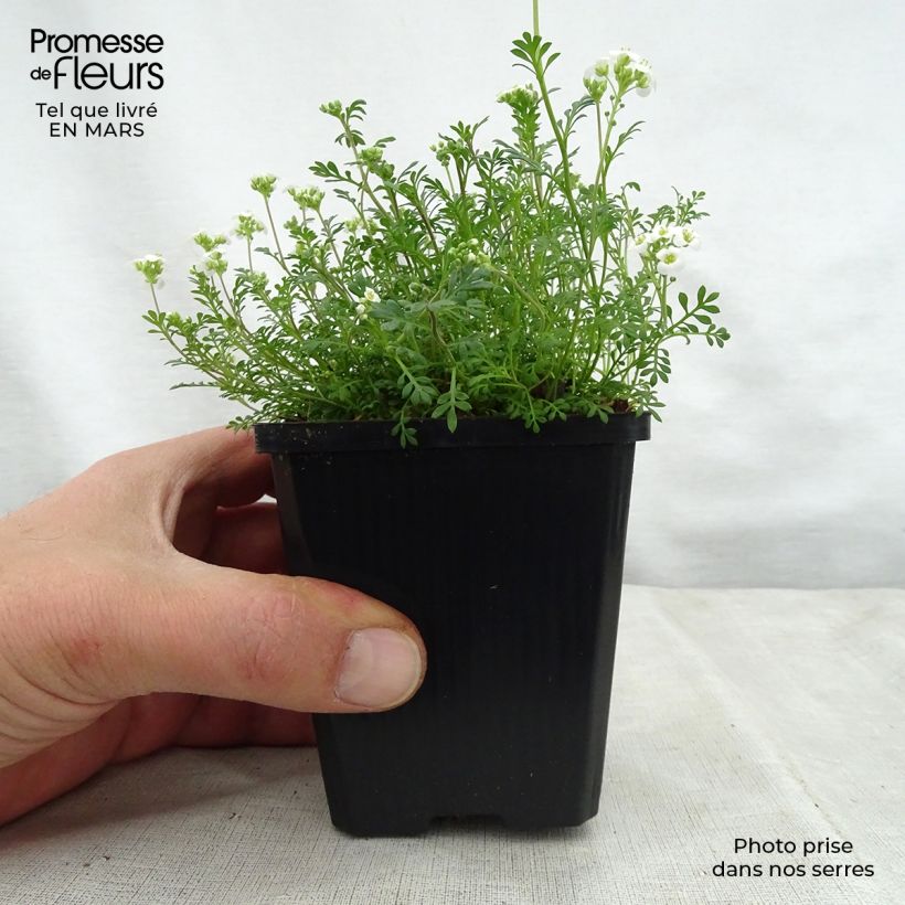 Exemplar von Hornungia alpina - Gämskresse Kleine Töpfe von 8/9 cm wie im Frühjahr geliefert