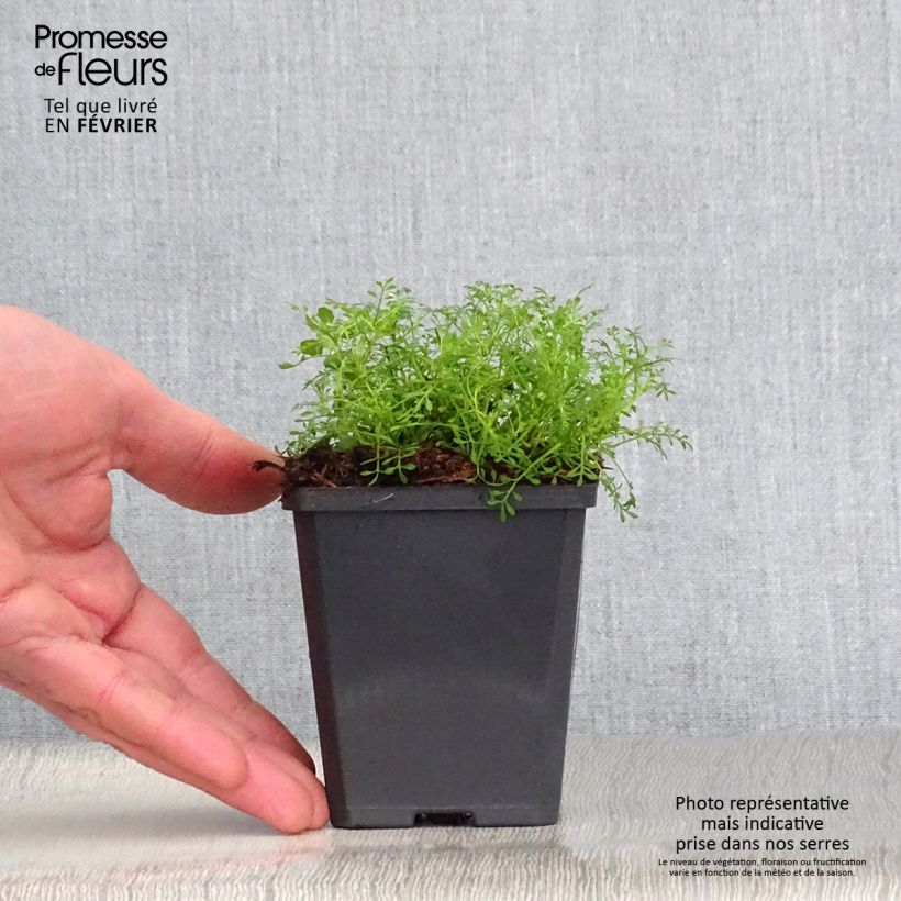 Exemplar von Hornungia alpina - Gämskresse Kleine Töpfe von 8/9 cm wie im Winter geliefert