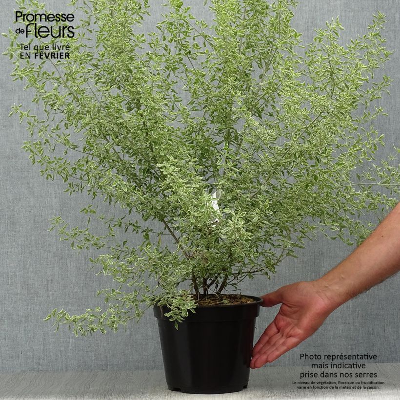 Example of Prostanthera ovalifolia Variegata - Minzbusch Topf mit 4L/5L as you get in automne