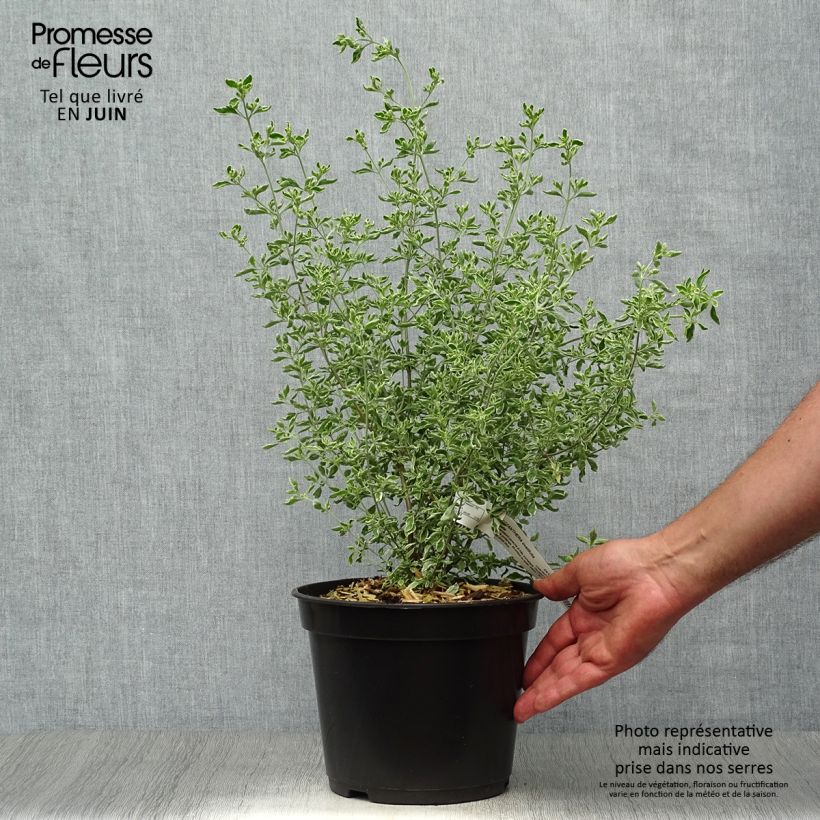 Exemplar von Prostanthera ovalifolia Variegata - Minzbusch Topf mit 4L/5L wie im Sommer geliefert