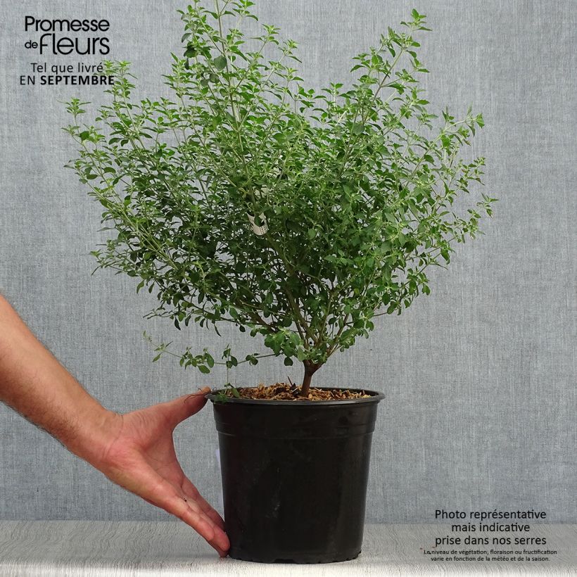 Example of Prostanthera rotundifolia - Minzbusch Topf mit 4L/5L as you get in automne