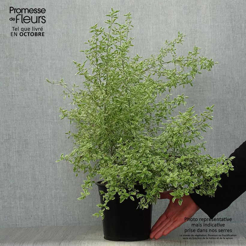 Example of Prostanthera rotundifolia Variegata - Minzbusch Topf mit 4L/5L as you get in automne