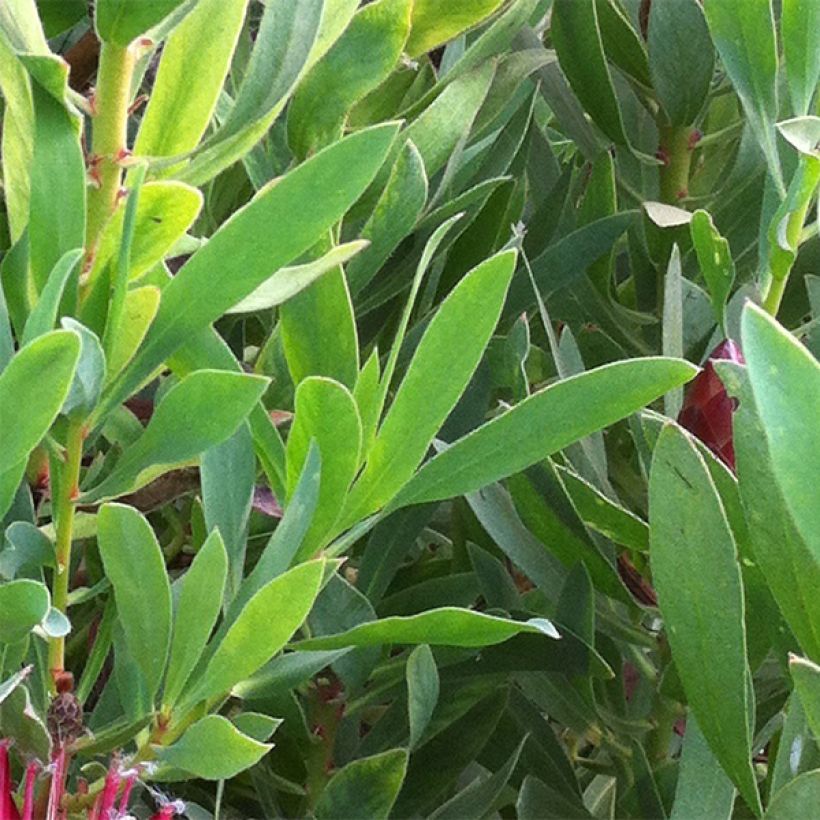 Protea Clark's Red (Foliage)