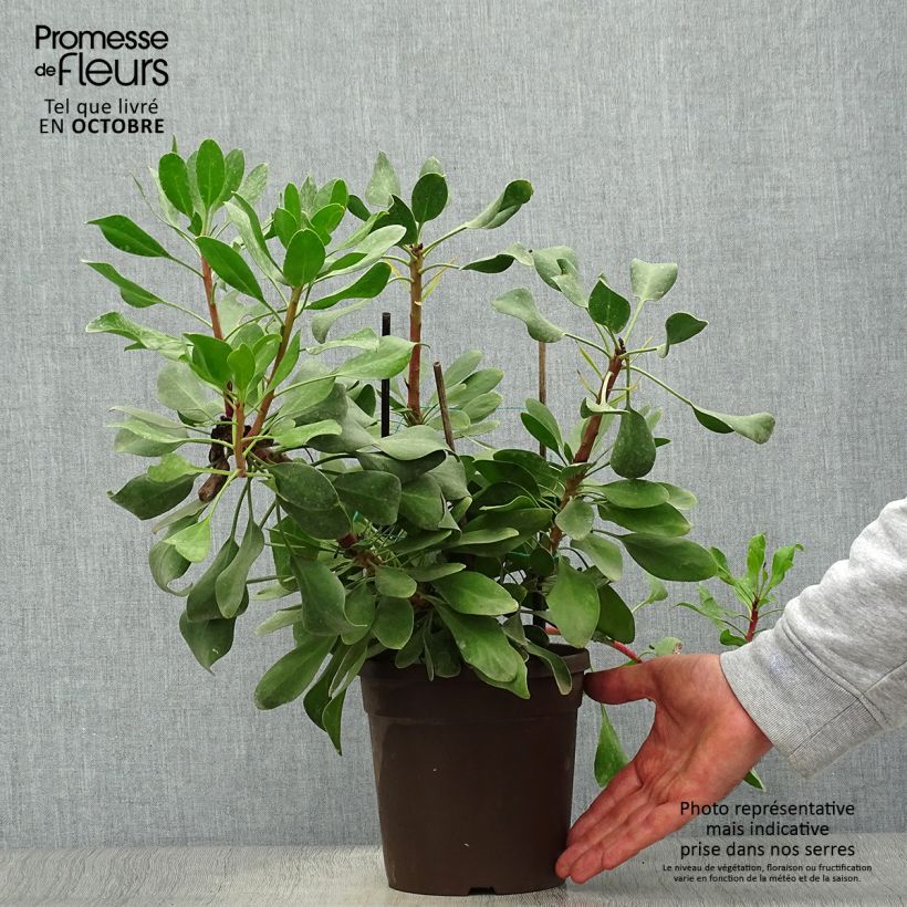 Example of Protea cynaroides Little Prince Topf mit 2L/3L as you get in automne