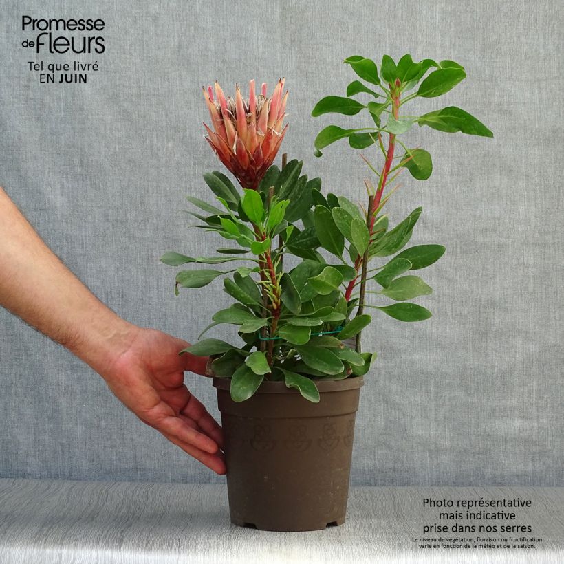 Exemplar von Protea cynaroides Little Prince Topf mit 2L/3L wie im Sommer geliefert