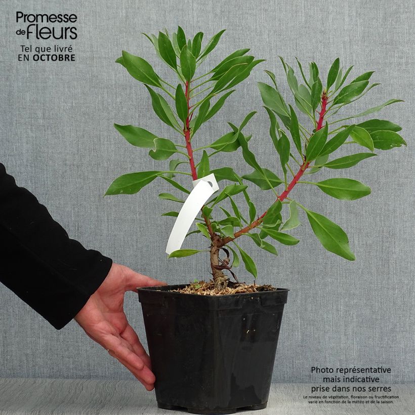 Example of Protea Pink Crown Topf mit 4L/5L as you get in automne
