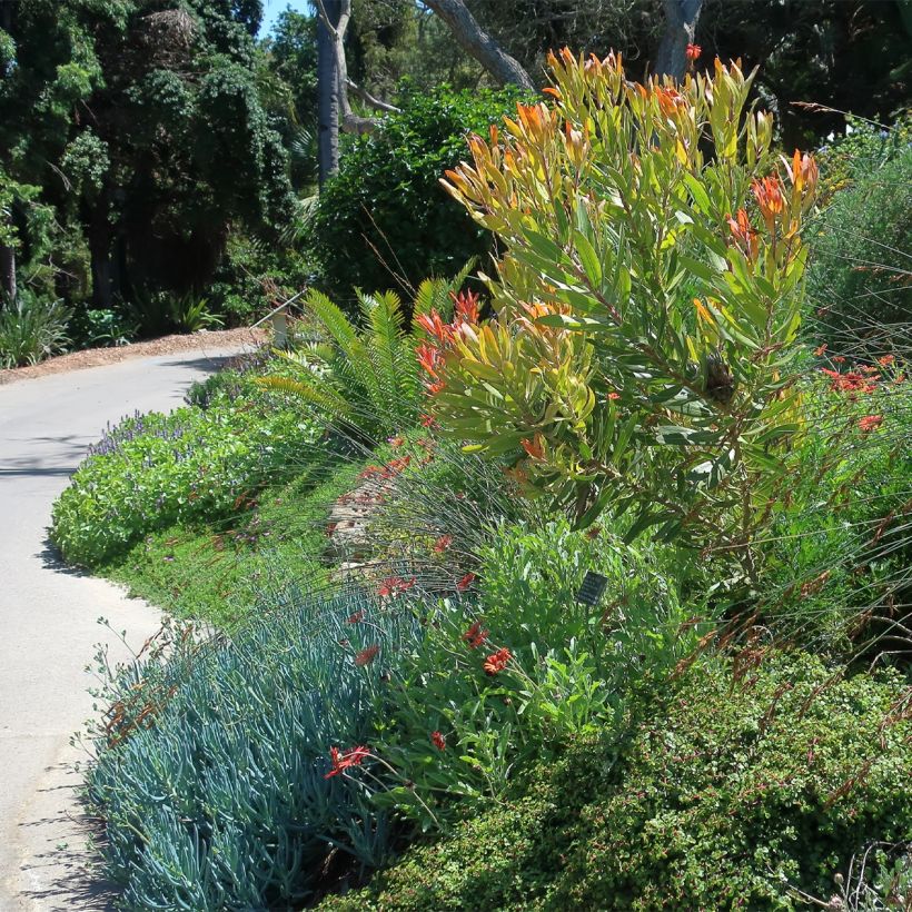 Protea Pink Ice (Plant habit)