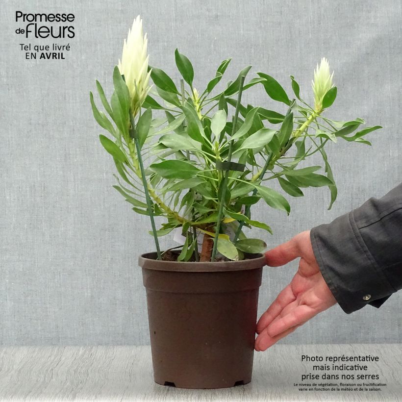 Exemplar von Protea cynaroides White Crown Topf mit 2L/3L wie im Frühjahr geliefert