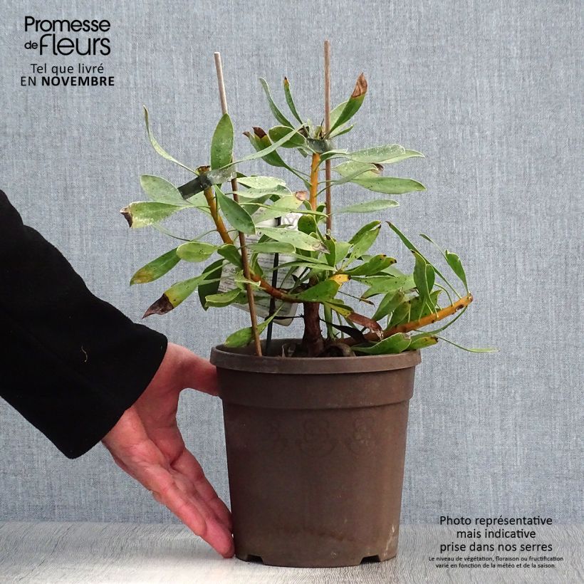 Example of Protea cynaroides White Crown Topf mit 2L/3L as you get in automne