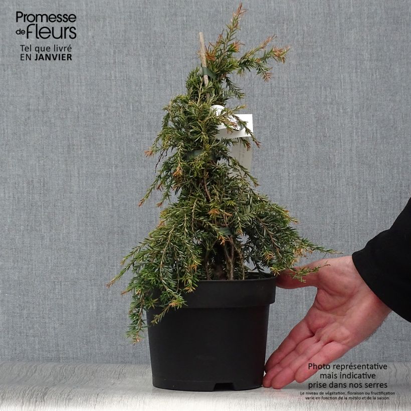 Exemplar von Tsuga canadensis Pendula - Hemlockstanne Topf mit 2L/3L wie im Winter geliefert