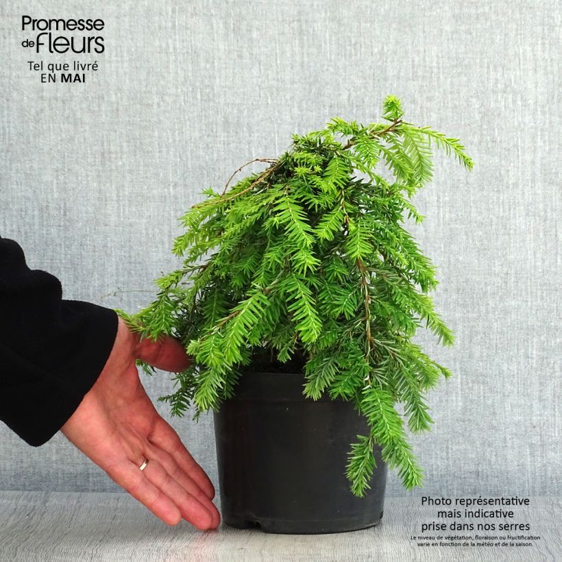 Exemplar von Tsuga canadensis Pendula - Hemlockstanne Topf mit 2L/3L wie im Frühjahr geliefert
