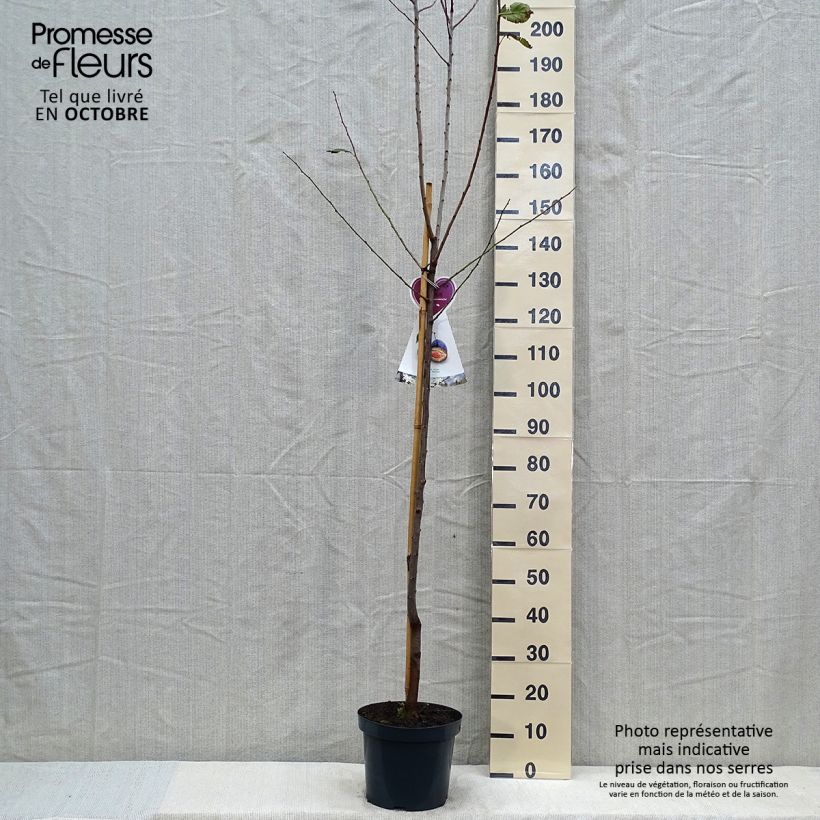 Example of Pflaume Hauszwetsche - Prunus domestica Topf mit 7,5L/10L, Halbstamm as you get in automne