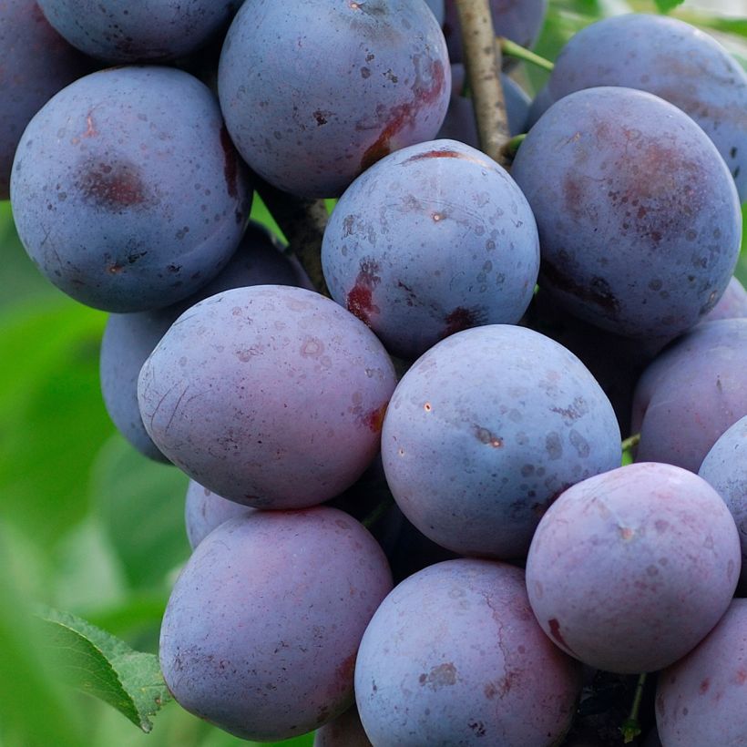 Pflaume Hauszwetsche - Prunus domestica (Harvest)