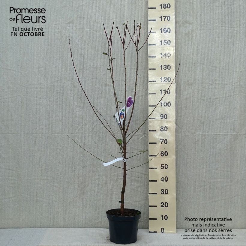 Example of Pflaume Hauszwetsche - Prunus domestica Topf mit 7,5L/10L, Gobelet-Form as you get in automne