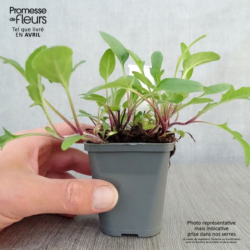 Exemplar von Großblütige Braunelle Bella Deep Rose - Prunella grandiflora Kleine Töpfe von 7/8 cm wie im Frühjahr geliefert