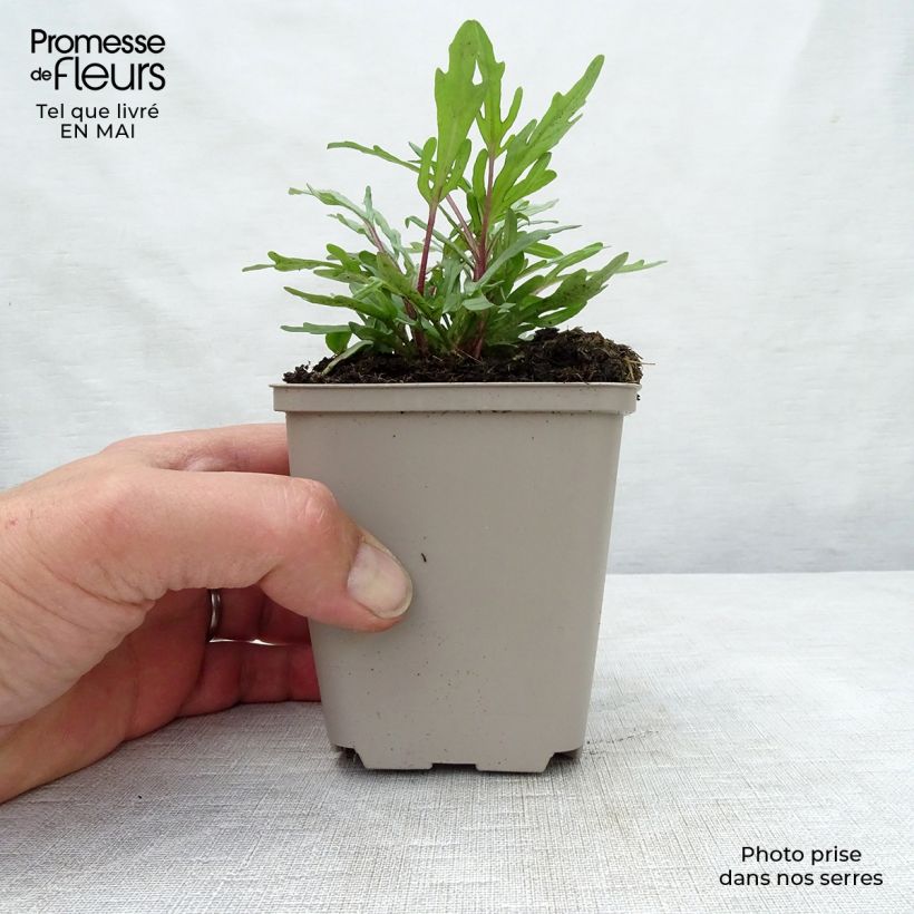 Exemplar von Großblütige Braunelle Pink Loveliness - Prunella grandiflora Kleine Töpfe von 8/9 cm wie im Frühjahr geliefert