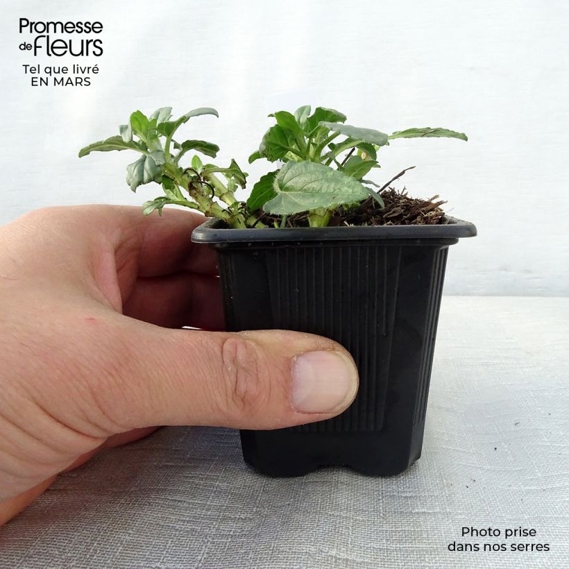 Exemplar von Großblütige Braunelle White Loveliness - Prunella grandiflora Kleine Töpfe von 8/9 cm wie im Frühjahr geliefert