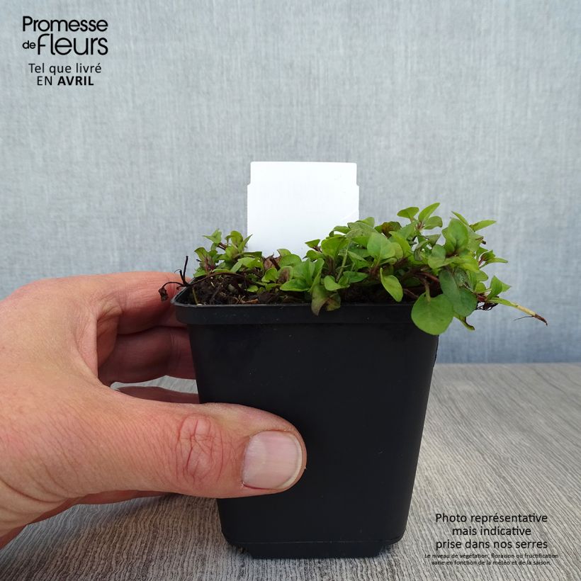 Exemplar von Kleine Braunelle - Prunella vulgaris Kleine Töpfe von 8/9 cm wie im Frühjahr geliefert