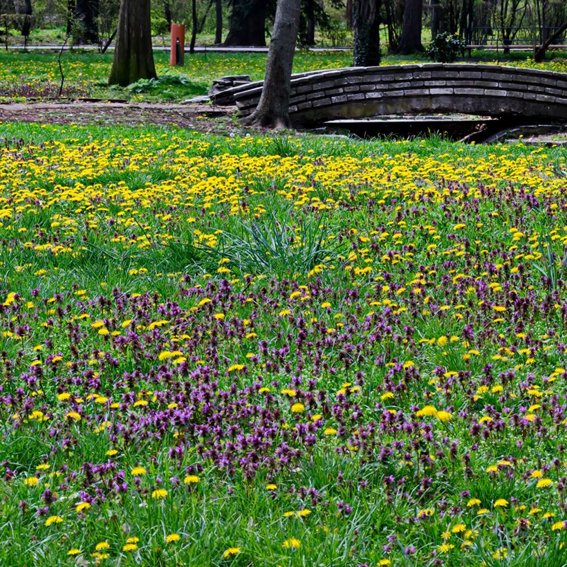 Kleine Braunelle - Prunella vulgaris (Hafen)