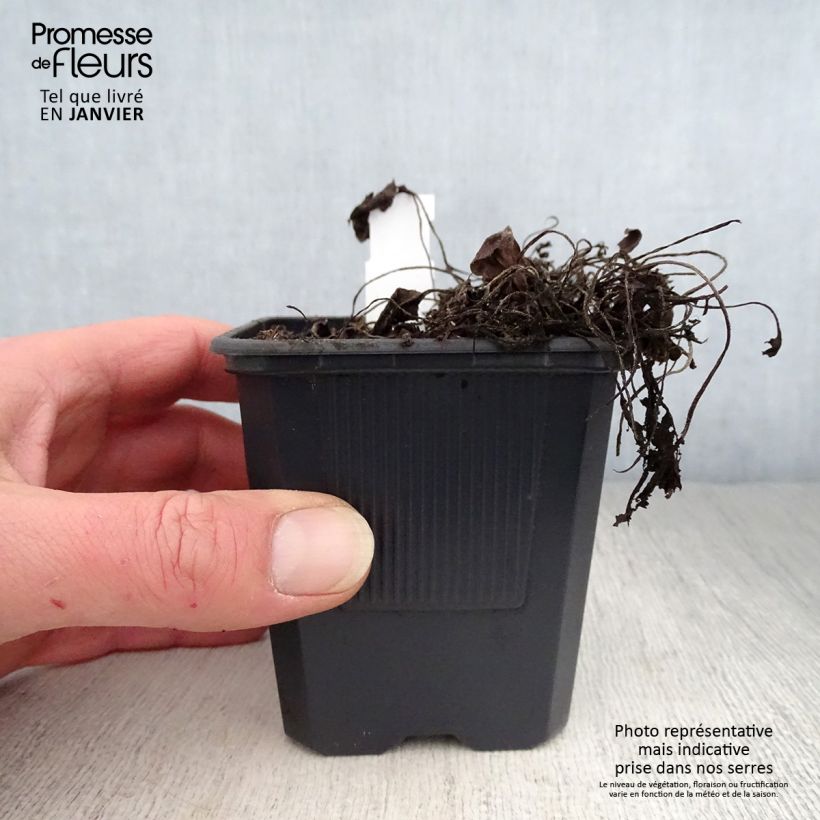 Exemplar von Großblütige Braunelle Rosea - Prunella webbiana Kleine Töpfe von 8/9 cm wie im Winter geliefert