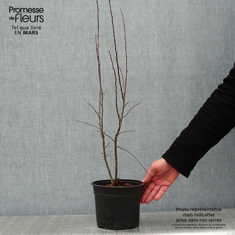 Exemplar von Schlehe - Prunus spinosa Topf mit 2L/3L wie im Winter geliefert