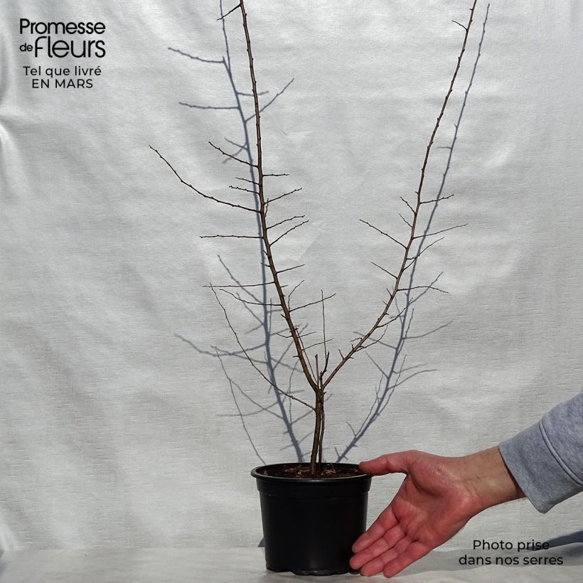 Exemplar von Schlehe - Prunus spinosa Topf mit 2L/3L wie im Frühjahr geliefert