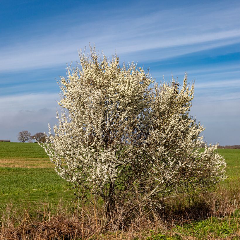 Schlehe - Prunus spinosa (Plant habit)
