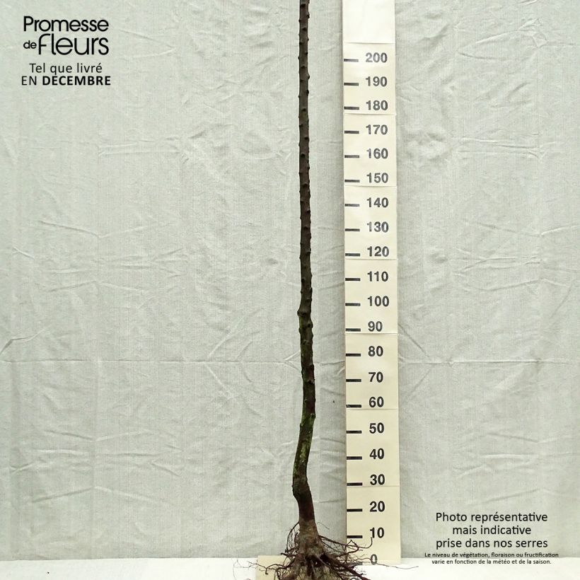 Example of Pflaume Altesse Double - Prunus domestica Wurzelnackt, Hochstamm as you get in hiver